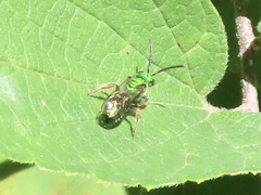 Augochlorella aurata