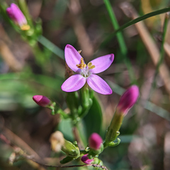 Centaurium erythraea