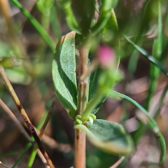 Centaurium erythraea