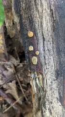 Hypoxylon rubiginosum