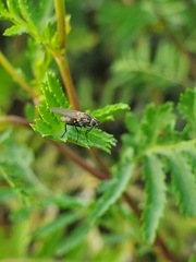 Diptera