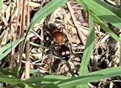 Dasymutilla quadriguttata