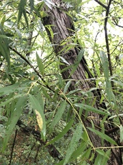Salix nigra