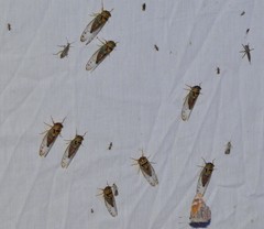 Diceroprocta delicata