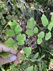 Thalictrum pubescens