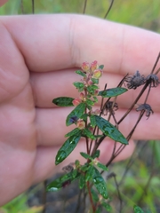 Crocanthemum canadense