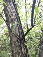 Salix nigra
