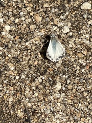 Heliopetes ericetorum