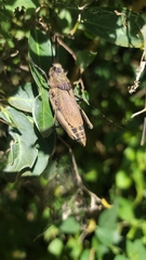Dictyophorus griseus