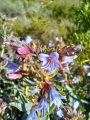 Lobostemon glaucophyllus