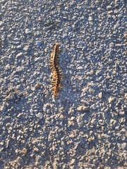 Scolopendra cingulata