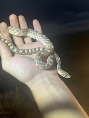 Pituophis catenifer sayi