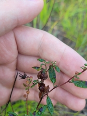 Crocanthemum canadense