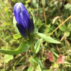 Gentiana linearis