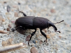 Sphenophorus