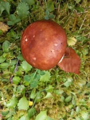 Russula decolorans