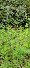 Trifolium incarnatum