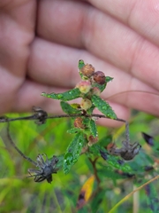 Crocanthemum canadense