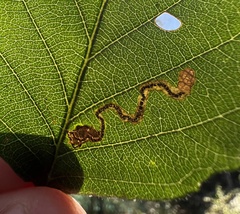 Stigmella betulicola
