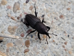 Sphenophorus