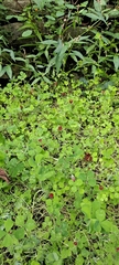 Trifolium incarnatum