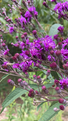 Vernonia gigantea