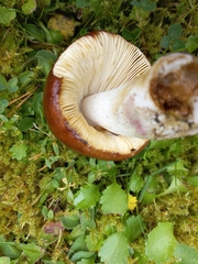 Russula decolorans