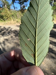 Stigmella betulicola