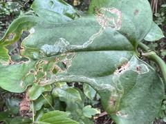 Liriomyza schmidti
