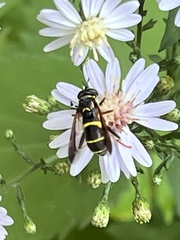 Spilomyia sayi