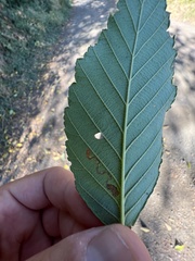 Stigmella betulicola