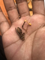 Ophiocordyceps sphecocephala