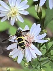 Spilomyia sayi