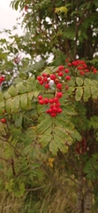 Sorbus aucuparia