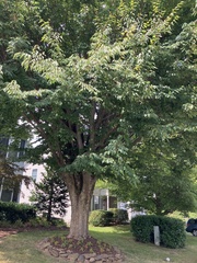 Zelkova