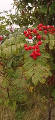 Sorbus aucuparia