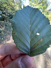 Stigmella betulicola