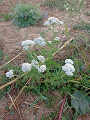 Achillea millefolium
