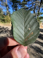 Stigmella betulicola