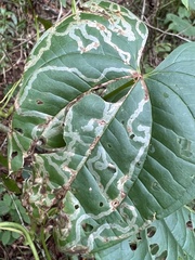 Liriomyza schmidti