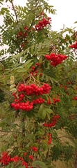 Sorbus aucuparia