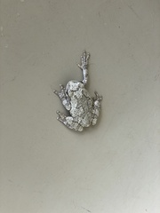 Hyla