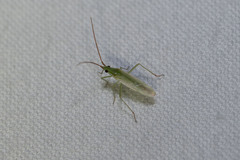 Trigonotylus