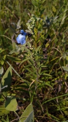 Salvia azurea azurea