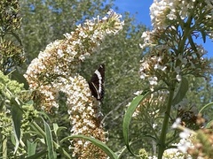 Limenitis arthemis arthemis