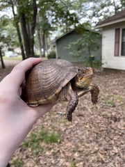 Terrapene carolina triunguis