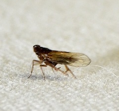 Pareuidella