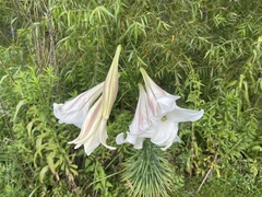 Lilium philippinense