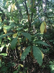 Oemleria cerasiformis