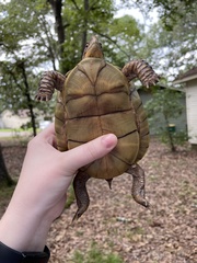 Terrapene carolina triunguis